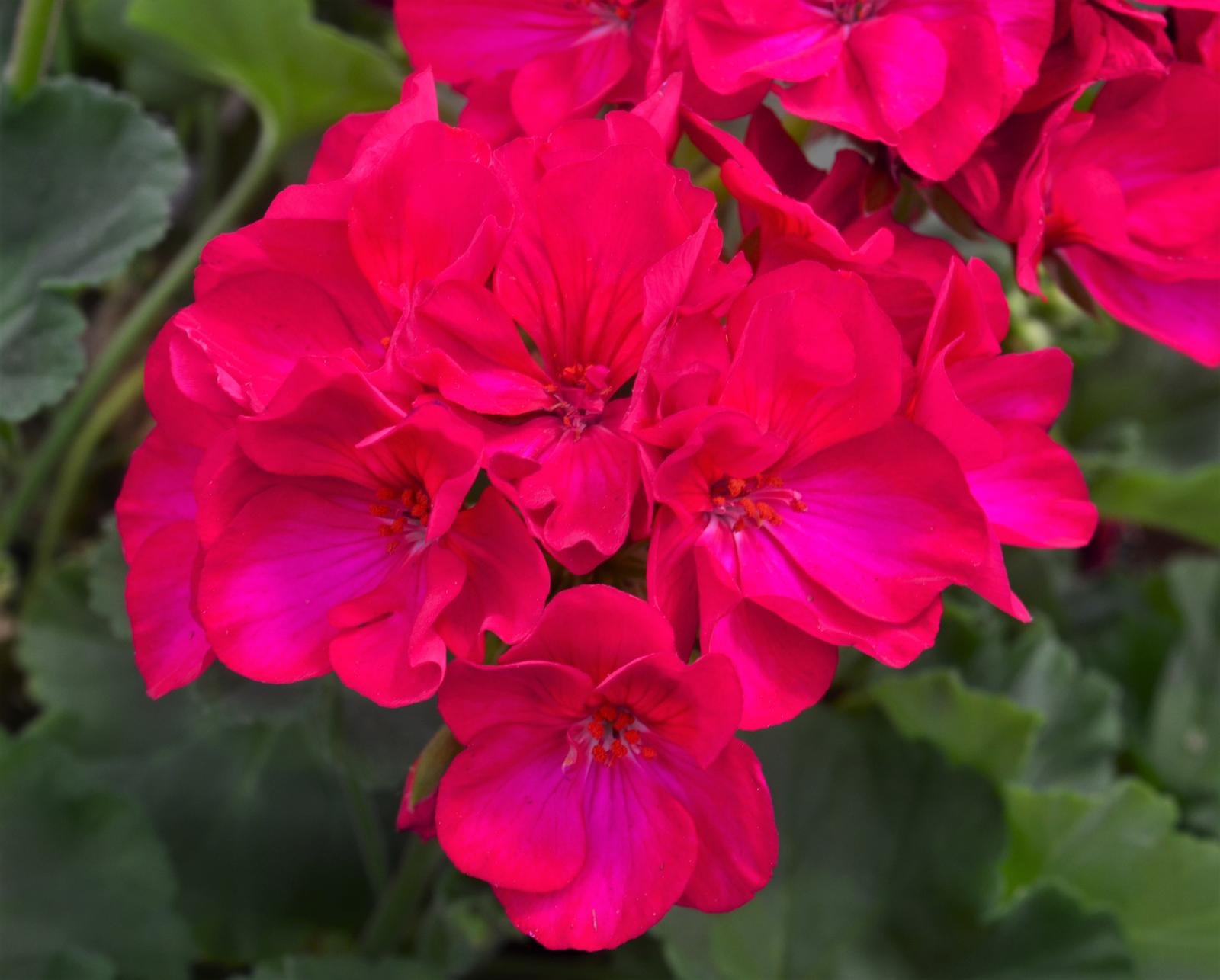 Pelargonium hortorum Dynamo 'Violet' - Geranium from Hillcrest Nursery