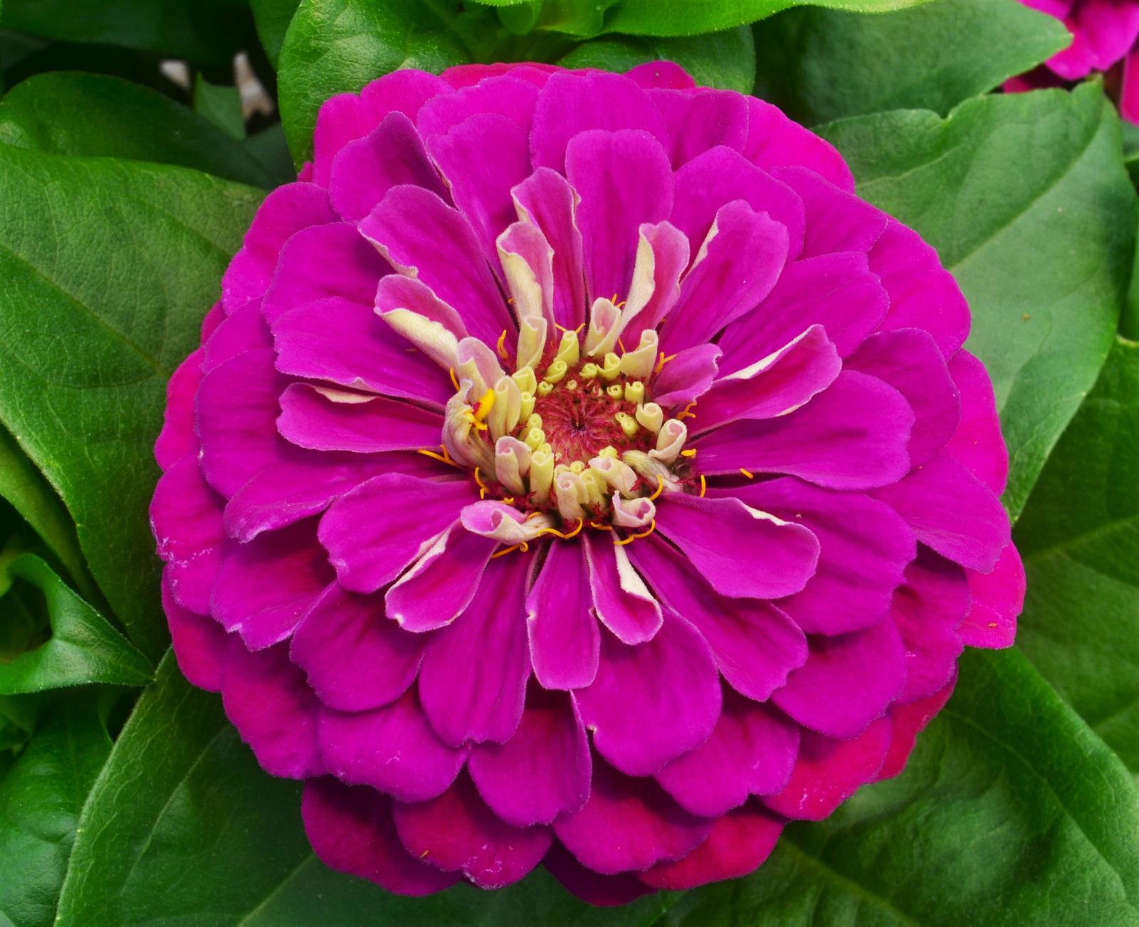 Zinnia Zesty 'Fuchsia' - Zinnia from Hillcrest Nursery