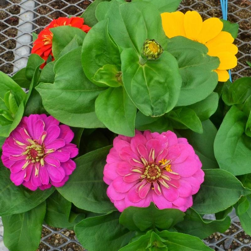 Zinnia Zesty 'Mix' - Zinnia from Hillcrest Nursery