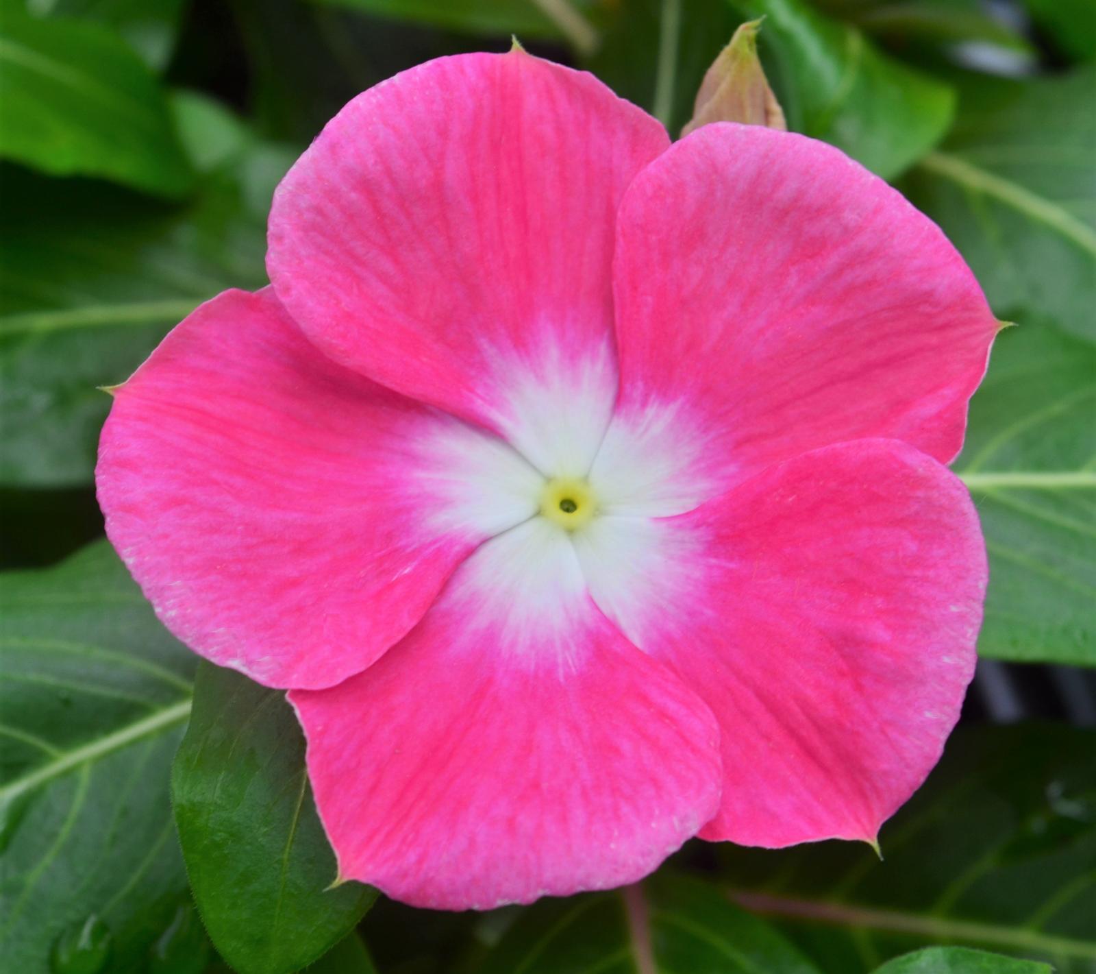  Vinca  Cora XDR Pink  Halo  Catharanthus roseus Pink  Halo  