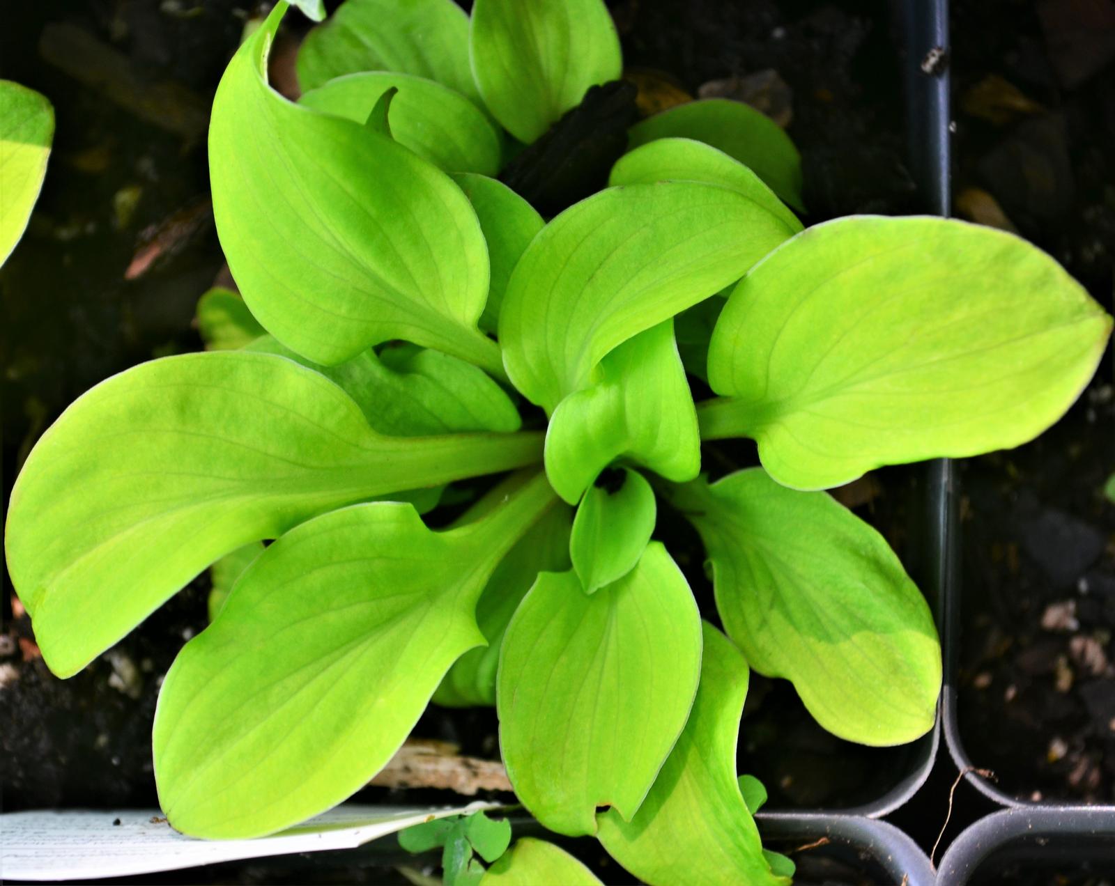 Hosta Sun Mouse Hosta Sun Mouse from Hillcrest Nursery