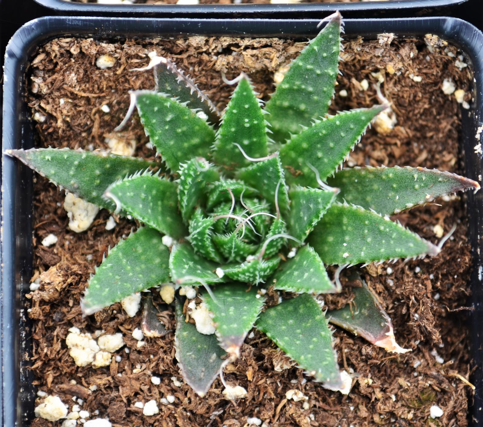 Aloe aristata - Aloe Lace from Hillcrest Nursery