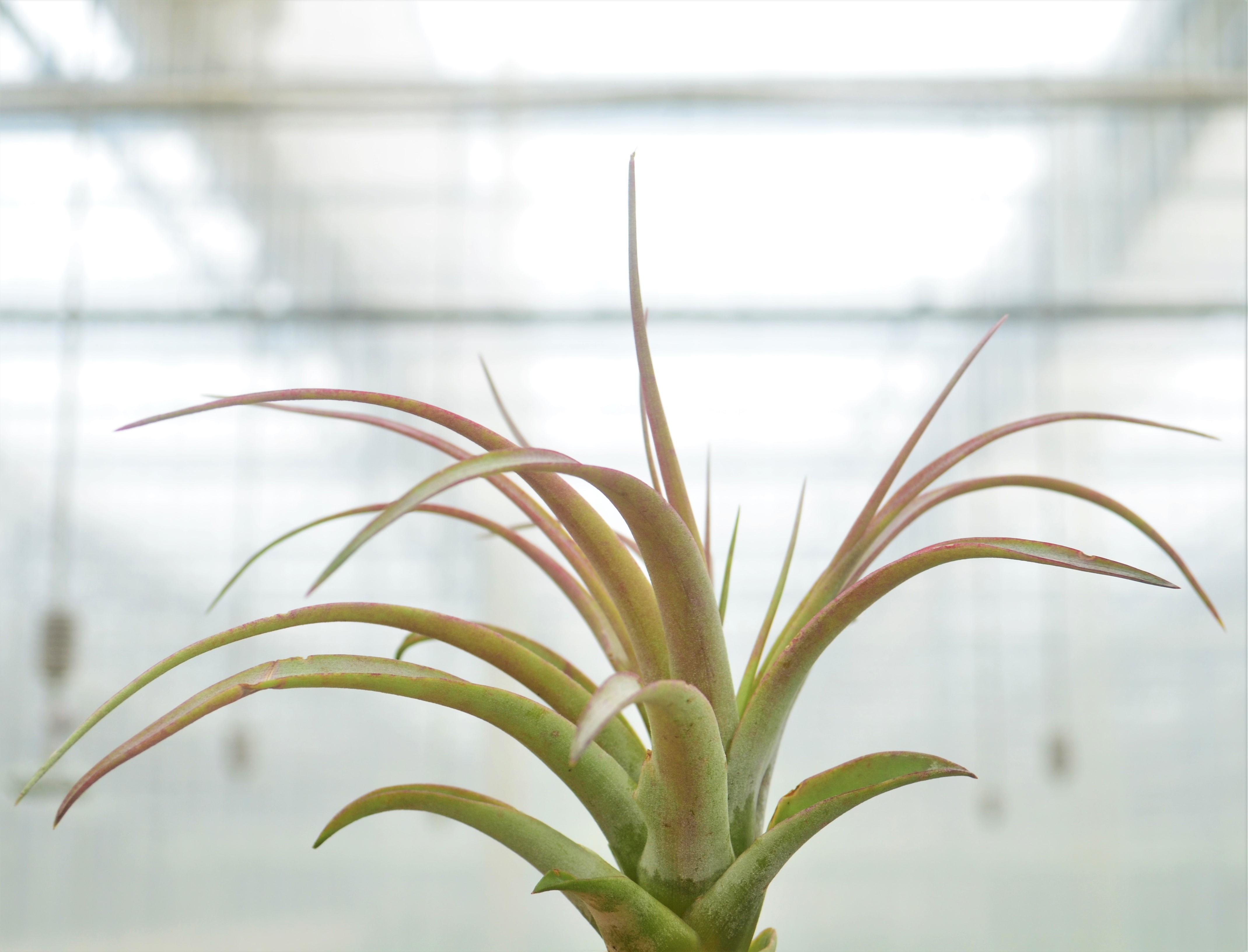 Tillandsia brachycaulos 'Multiflora' - Air Plant from Hillcrest Nursery