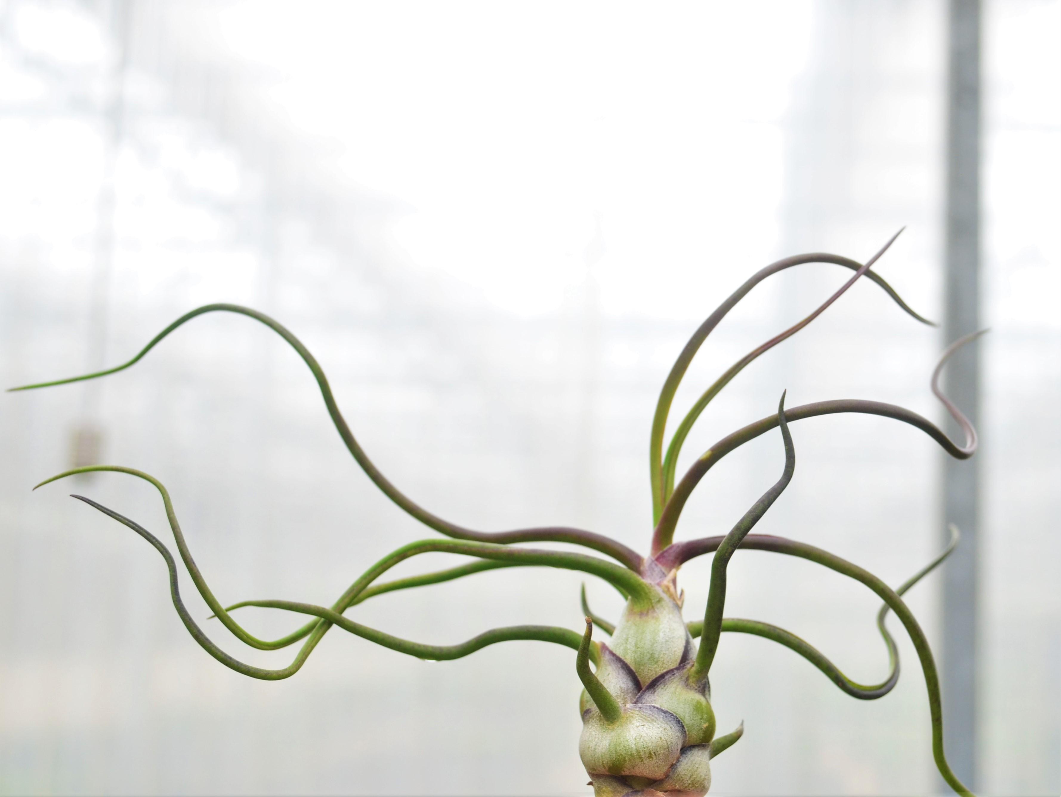 Tillandsia bulbosa - Air Plant from Hillcrest Nursery