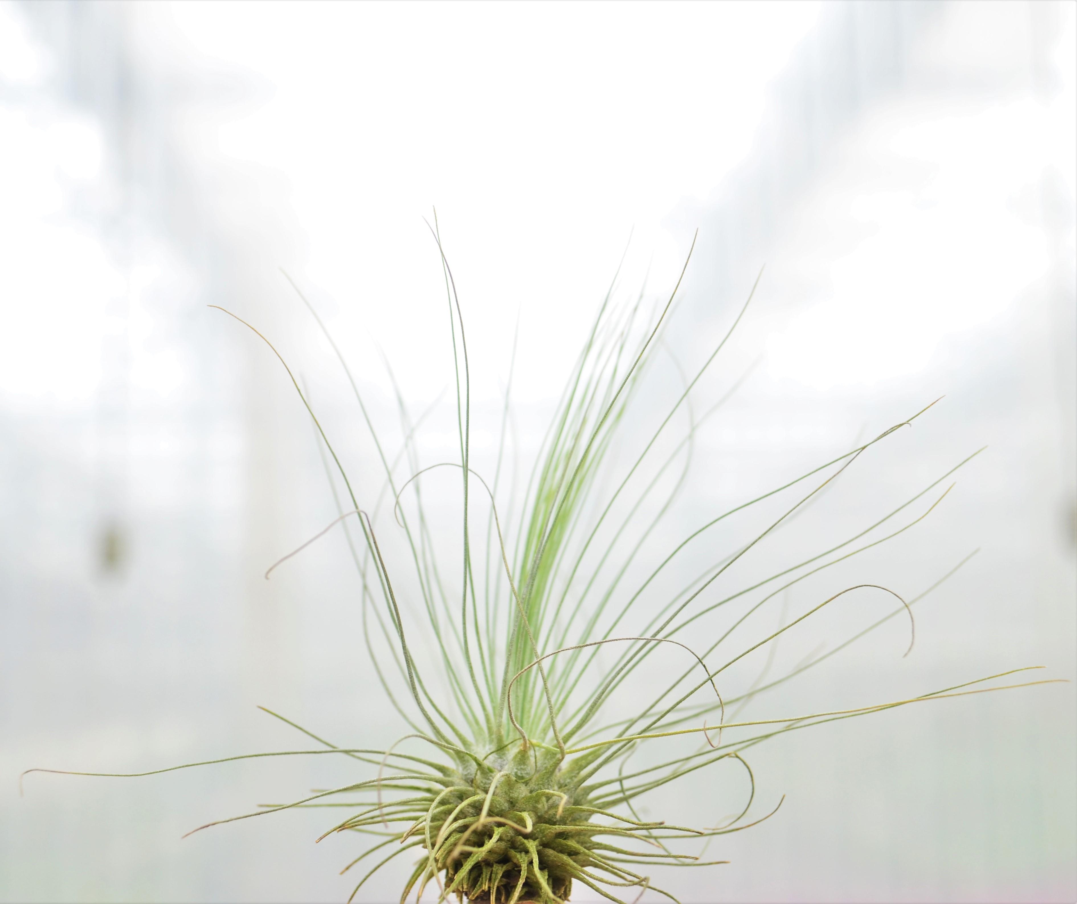 Tillandsia argentea - Air Plant from Hillcrest Nursery