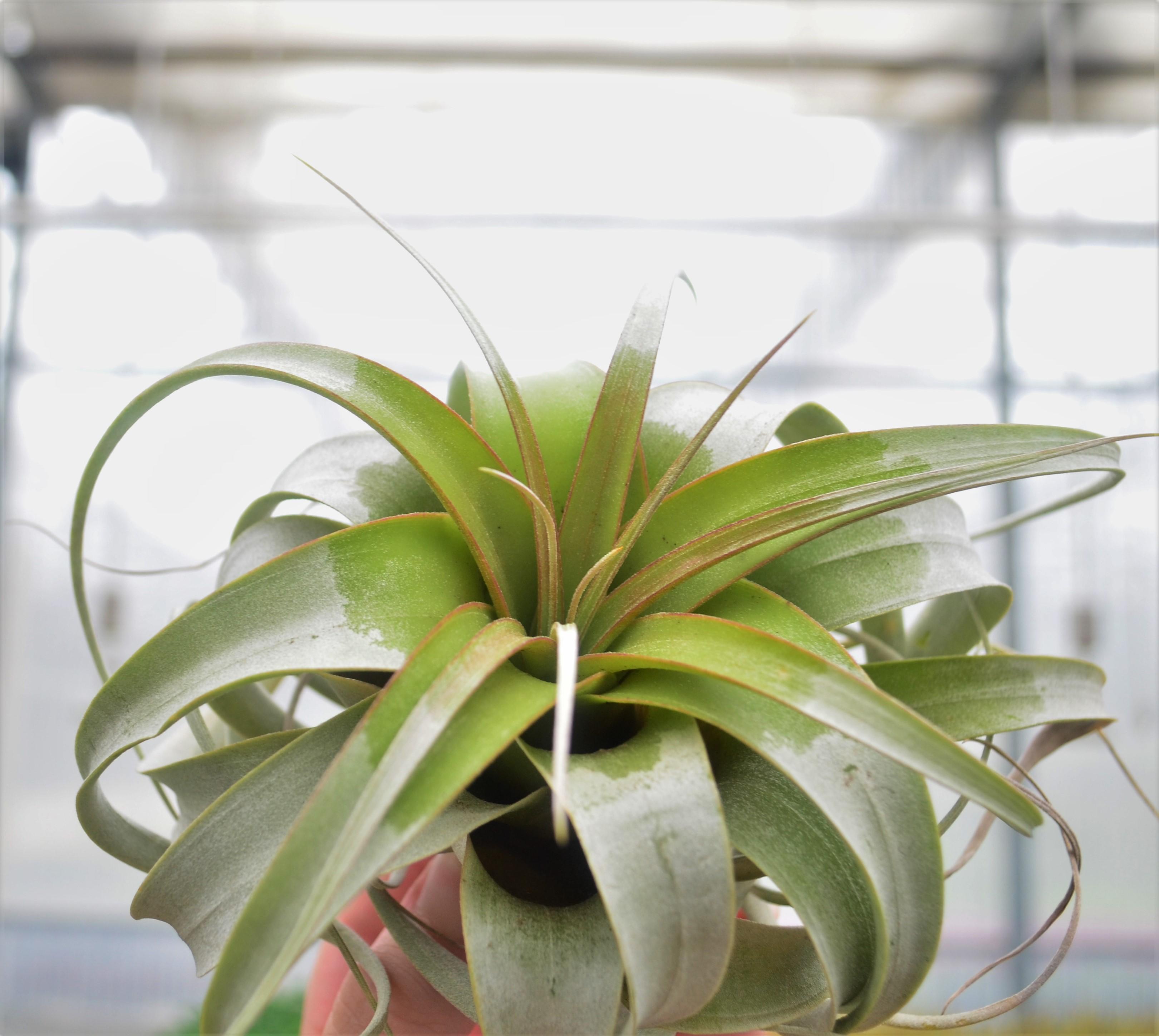 Tillandsia xerografica 'Mini' - Air Plant from Hillcrest Nursery