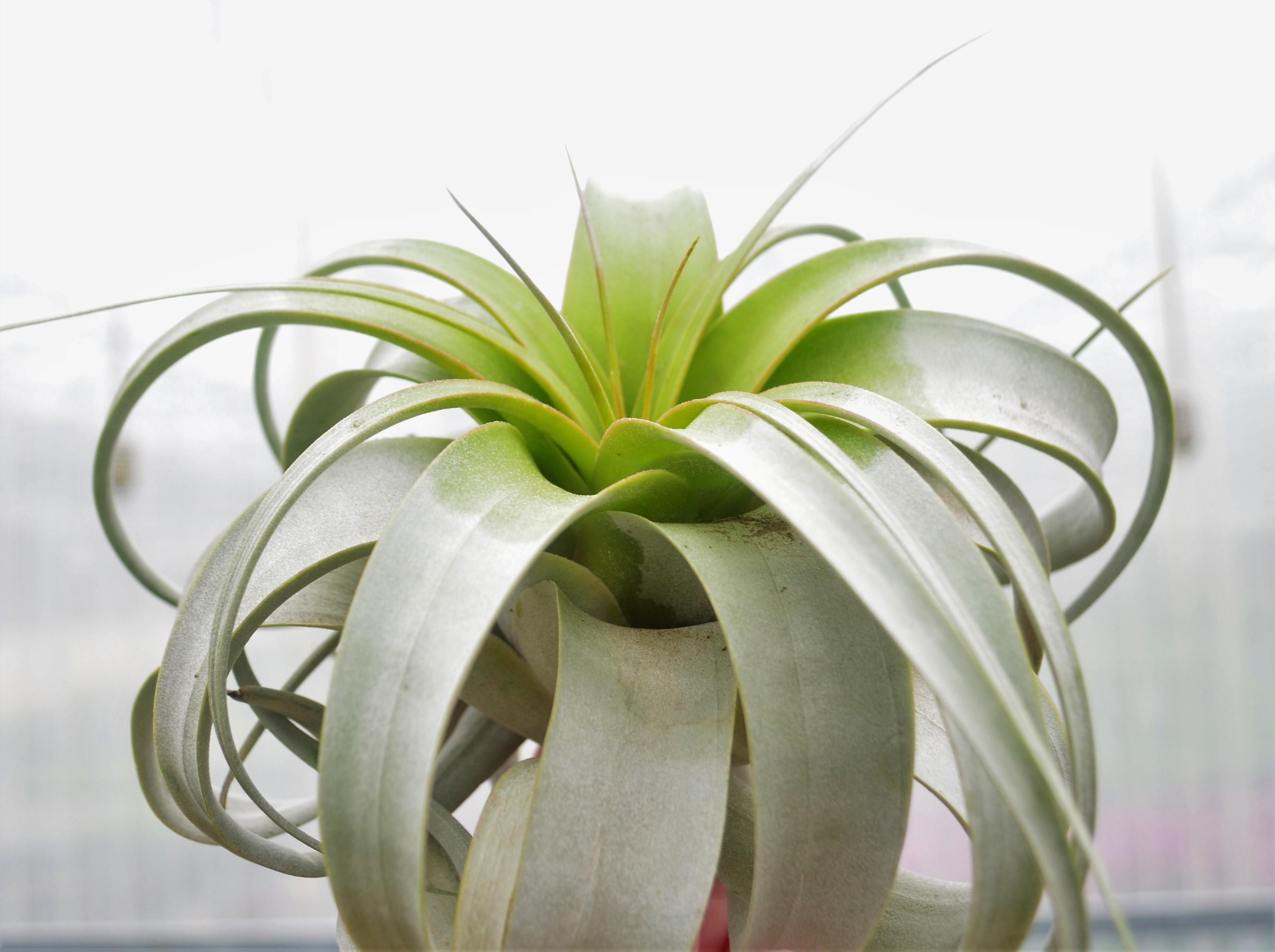 Tillandsia xerografica 'Small' - Air Plant from Hillcrest Nursery