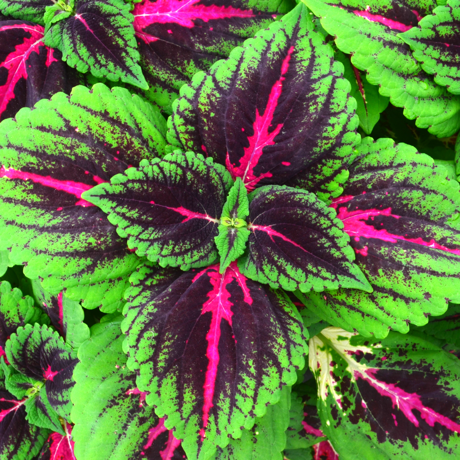 Solenostemon scutellarioides 'French Quarter' - Coleus from Hillcrest Nursery