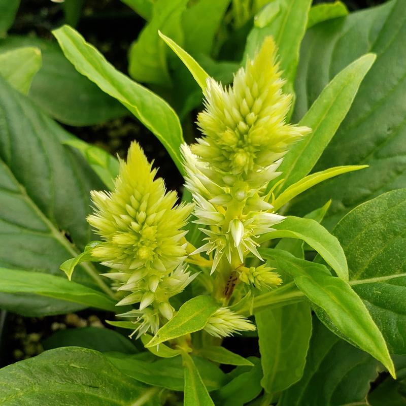 Celosia plumosa Kelos Fire 'Lime' - Celosia Kelos Fire Lime from Hillcrest Nursery