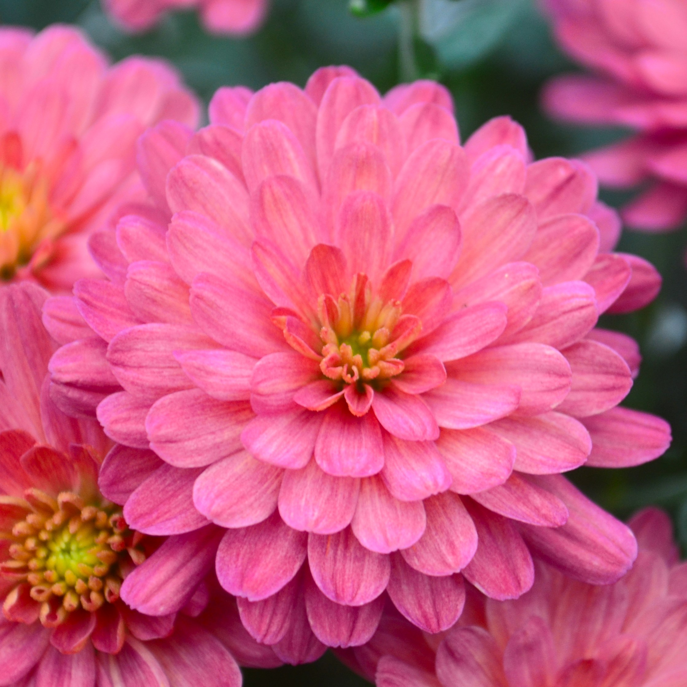 Chrysanthemum Jacqueline 'Rose' - Mum from Hillcrest Nursery