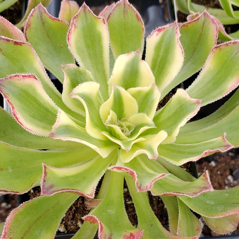 Aeonium luteovariegatum - Aeonium luteovariegatum from Hillcrest Nursery