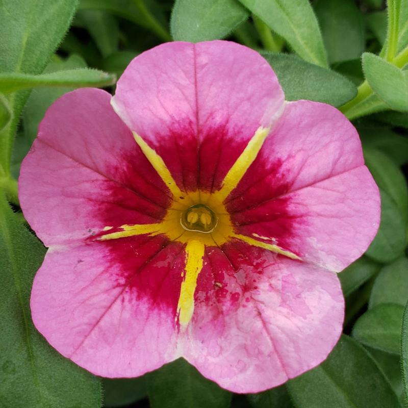 Calibrachoa TikTok 'Rose' - Calibrachoa TikTok Rose from Hillcrest Nursery