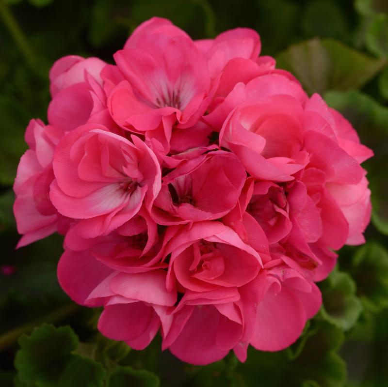 Pelargonium hortorum Dynamo 'Hot Pink' - Geranium Dynamo Hot Pink from Hillcrest Nursery