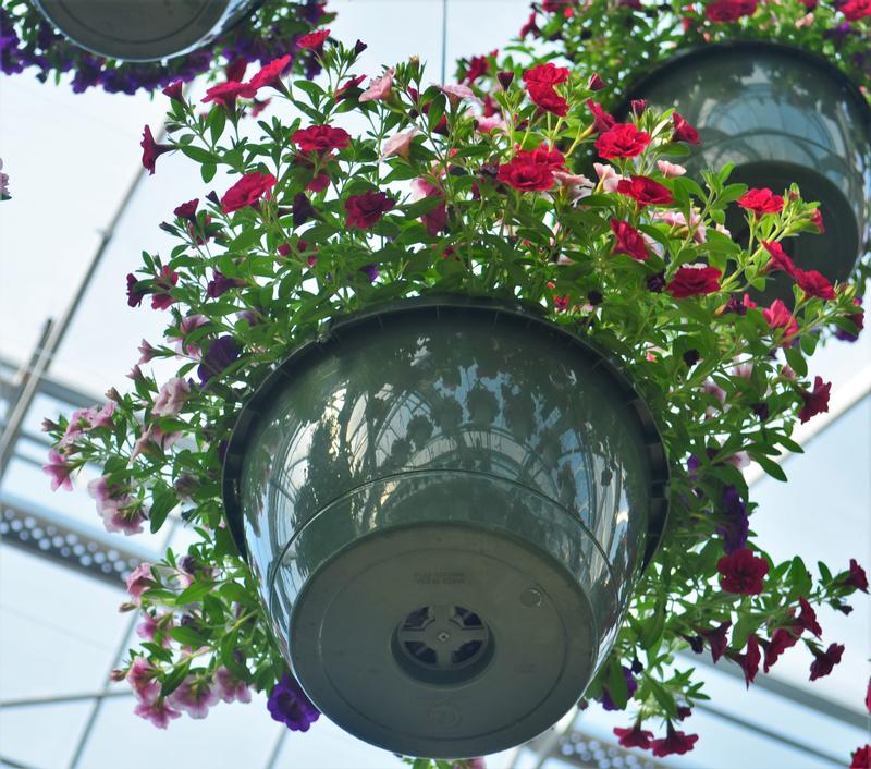 Combo Pot Trixi Mini Famous 'Double Take' - Combo - Trixi from Hillcrest Nursery