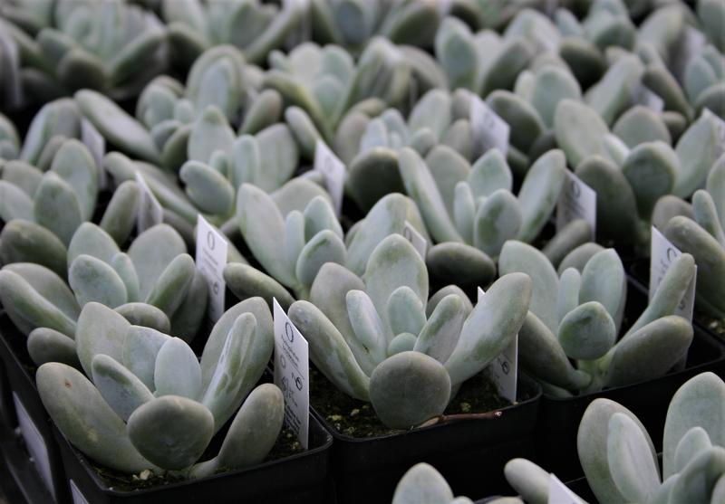 Pachyveria Pachyveria Bubbles from Hillcrest Nursery
