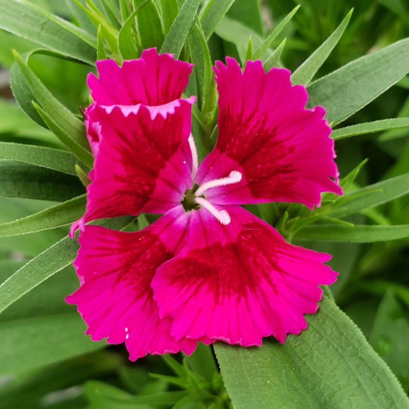 Dianthus 'Chiba Violet' - Pinks from Hillcrest Nursery