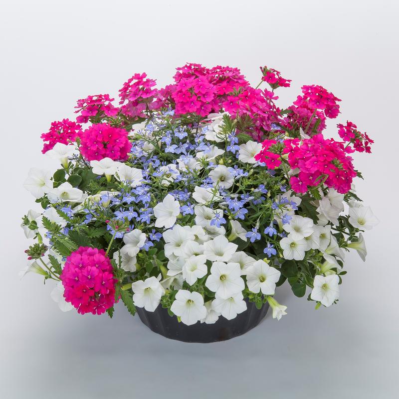 Combo Kwik Kombo 'Light Bright' - Kwik Kombo Light Bright from Hillcrest Nursery