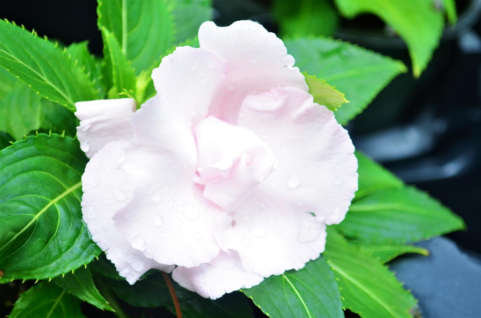 Impatiens hawkeri Roller Coaster 'Cotton Candy' - Impatiens - New Guinea from Hillcrest Nursery