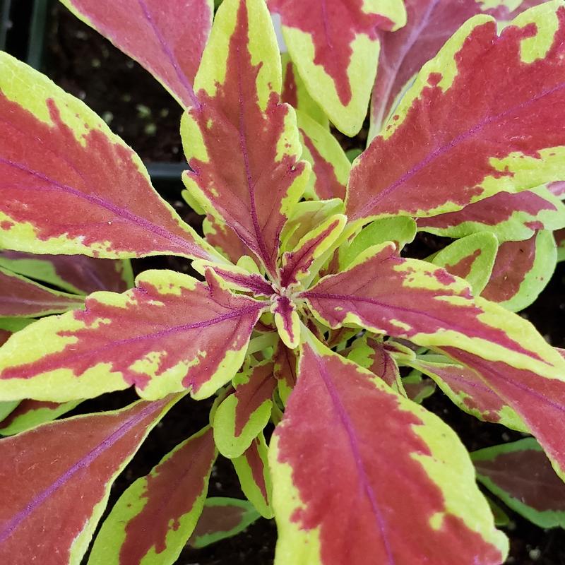 Solenostemon scuttelarioides 'Le Freak' - Coleus Le Freak from Hillcrest Nursery