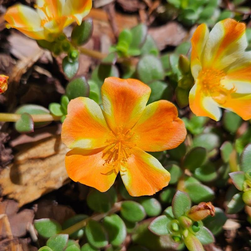 Portulaca oleracea Cupcakes 'Orange Touch' - Portulaca from Hillcrest Nursery