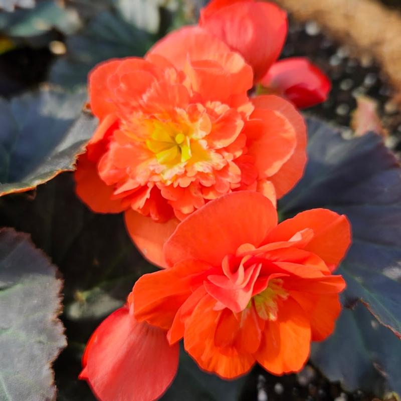 Begonia x hiemalis Solenia 'Chocolate Orange' - Begonia from Hillcrest Nursery