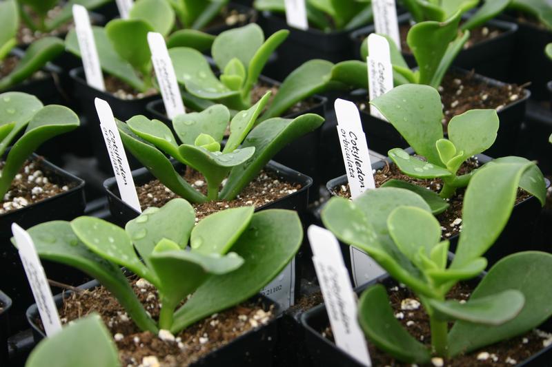 Cotyledon orbiculata - Cotyledon orbiculata from Hillcrest Nursery
