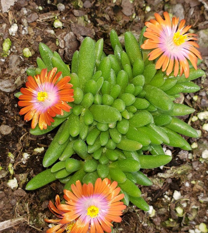 Delosperma Granita 'Granita Orange' - Hardy Ice Plant from Hillcrest Nursery