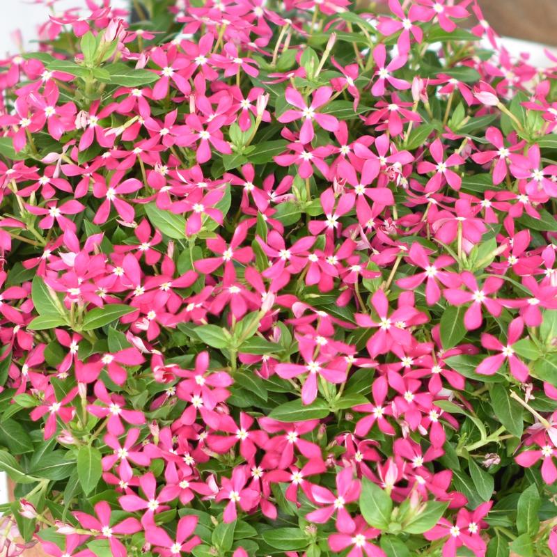 Catharanthus hybrid Soiree Kawaii 'Coral Reef' - Catharanthus Kawaii Coral Reef from Hillcrest Nursery