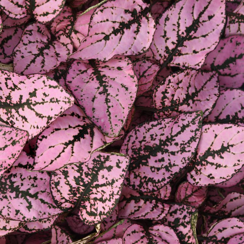 Hypoestes phyllostachya Splash 'Pink' - Hypoestes Splash Pink from Hillcrest Nursery