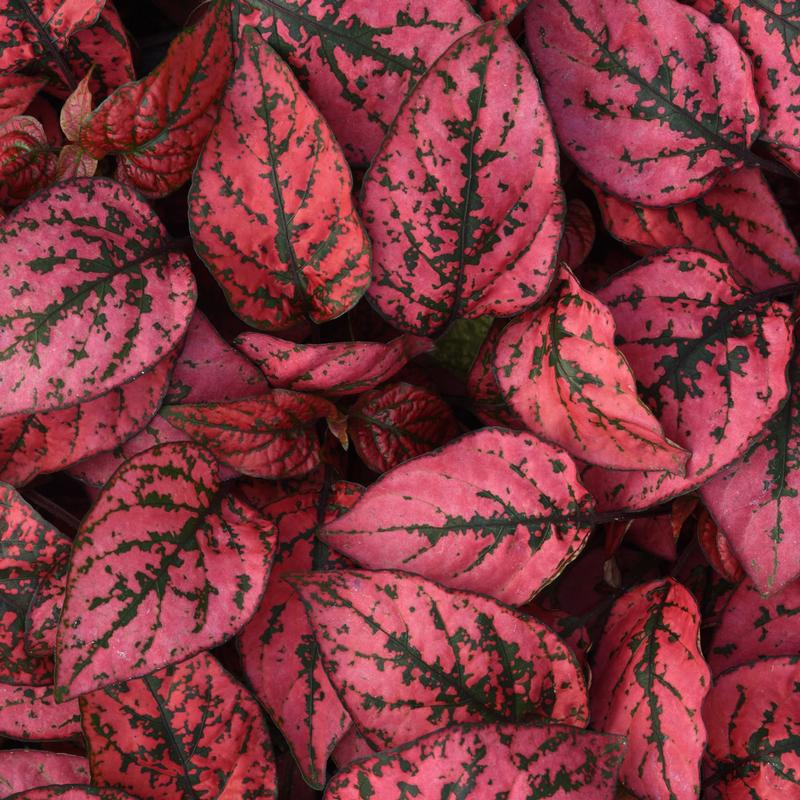 Hypoestes phyllostachya Splash 'Red' - Hypoestes Splash Red from Hillcrest Nursery