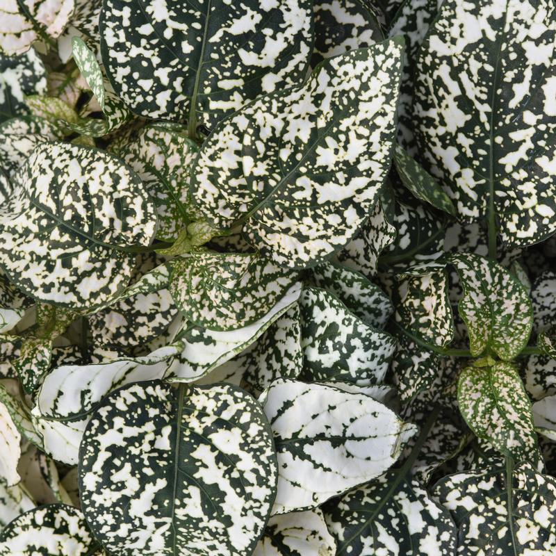 Hypoestes phyllostachya Splash 'White' - Hypoestes Splash White from Hillcrest Nursery