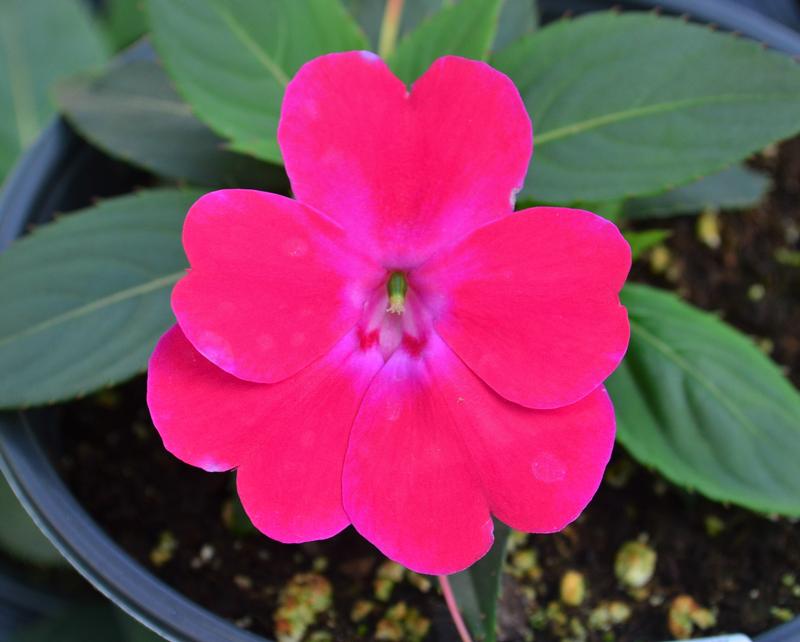 Impatiens hawkeri Sunpatiens Compact 'Rose Glow' - Sunpatiens from Hillcrest Nursery