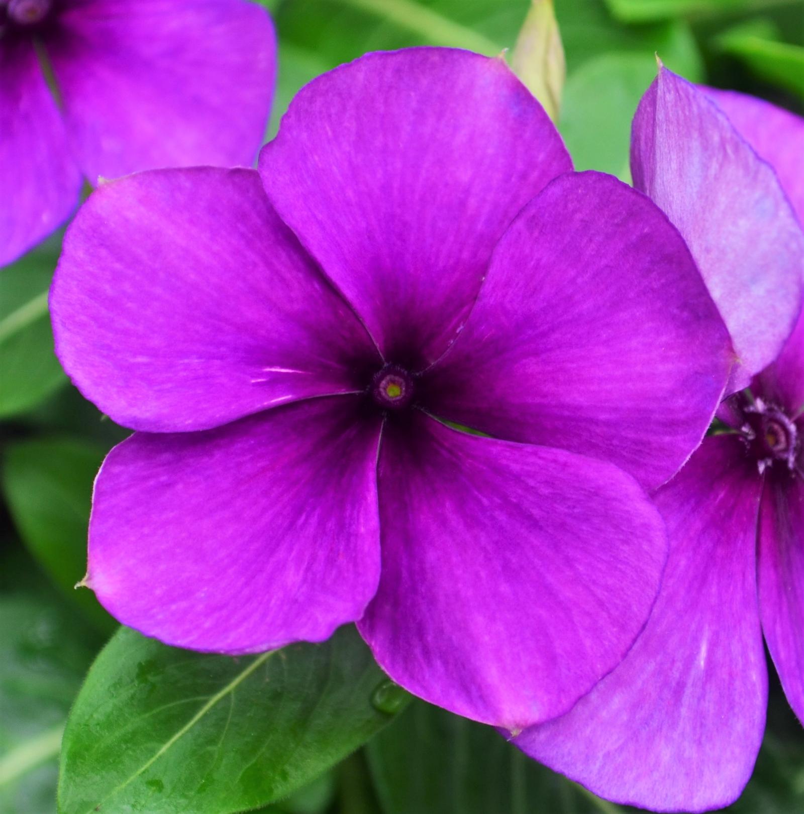 Catharanthus roseus Tattoo 'Blueberry' - Vinca from Hillcrest Nursery