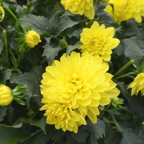 Dahlia La Bella Maggiore 'Yellow' - Dahlia from Hillcrest Nursery