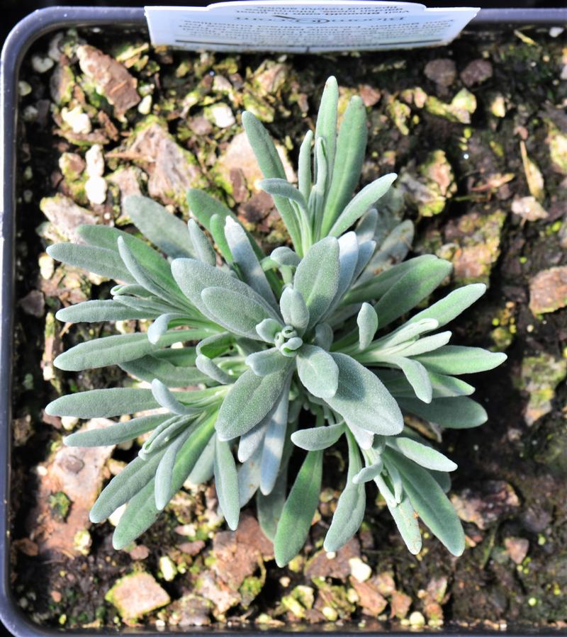 Lavandula intermedia 'Sensational' - Lavender from Hillcrest Nursery