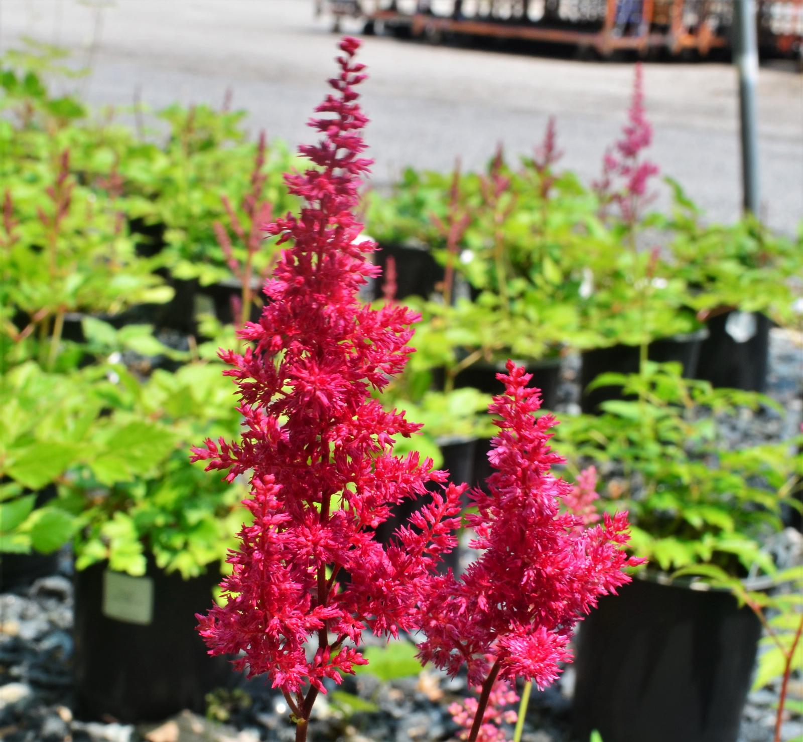Astilbe arendsii 'Fanal' - Astilbe Fanal from Hillcrest Nursery
