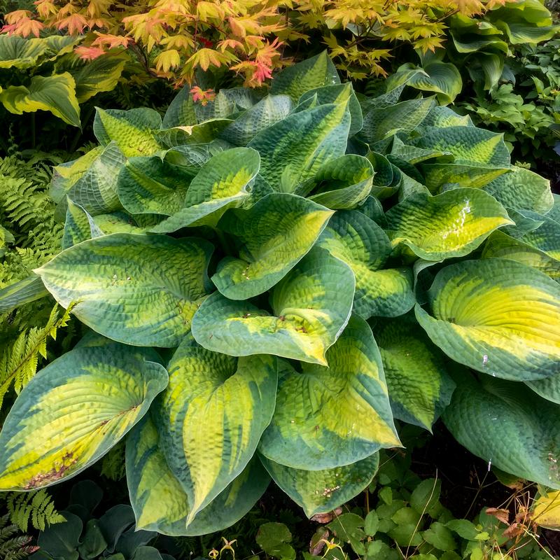 Hosta 'Brother Stefan' - Plaintain Lily from Hillcrest Nursery