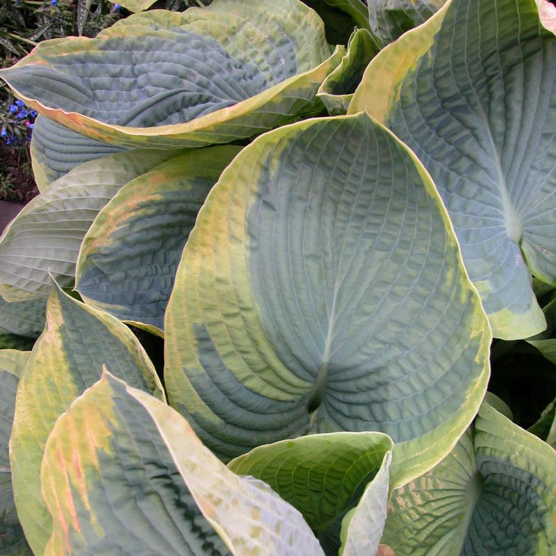 Hosta 'Frances Williams' - Plaintain Lily from Hillcrest Nursery