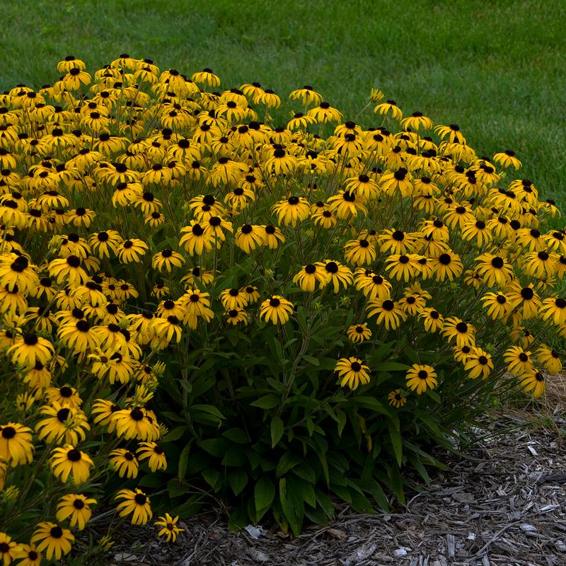 Rudbeckia 'American Gold Rush' - Black Eyed Susan from Hillcrest Nursery