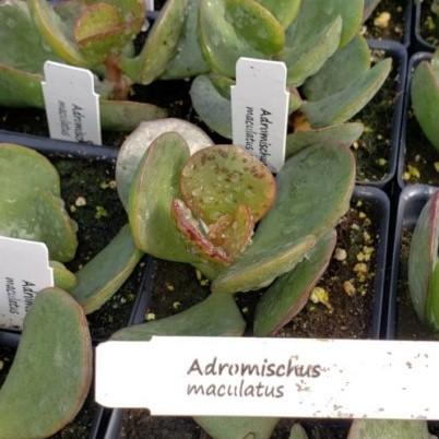 Adromischus maculatus - Adromischus maculatus from Hillcrest Nursery