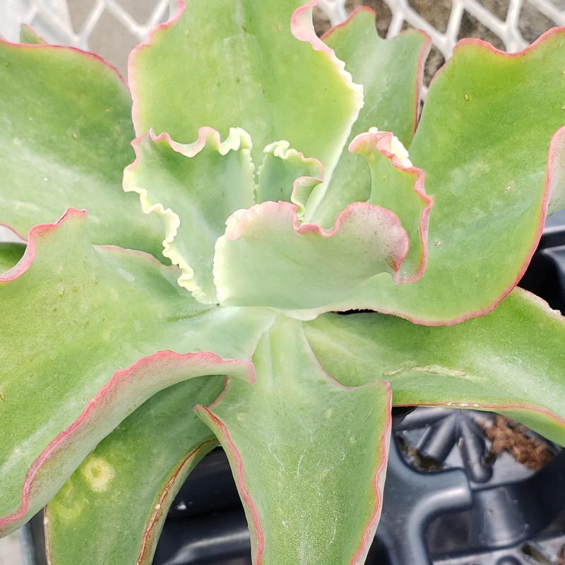 Echeveria 'Dicks Pink' - Echeveria Dicks Pink from Hillcrest Nursery