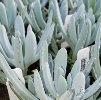 Senecio 'Serpens' - Senecio Serpens from Hillcrest Nursery