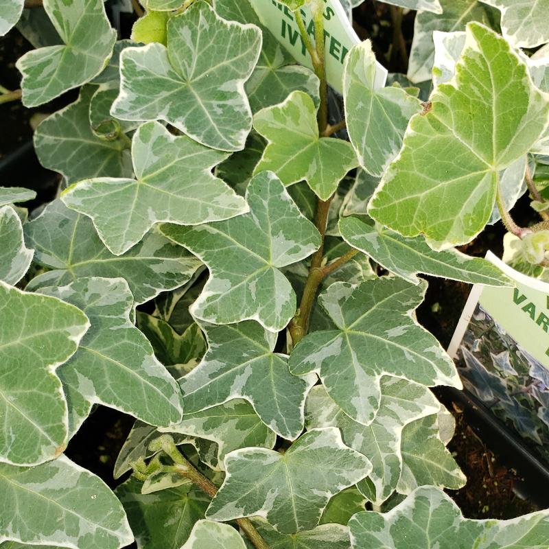 Hedera helix 'Glacier' - Ivy Glacier from Hillcrest Nursery