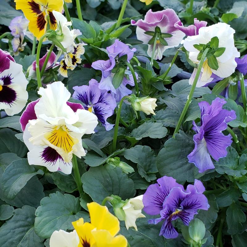 Viola wittrockiana Frizzle Sizzle 'Mix' - Pansy Frizzle Sizzle Mix from Hillcrest Nursery