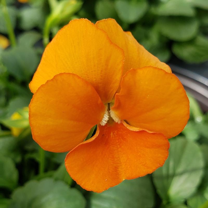 Viola ColorMax Orange Viola cornuta Orange from Hillcrest Nursery