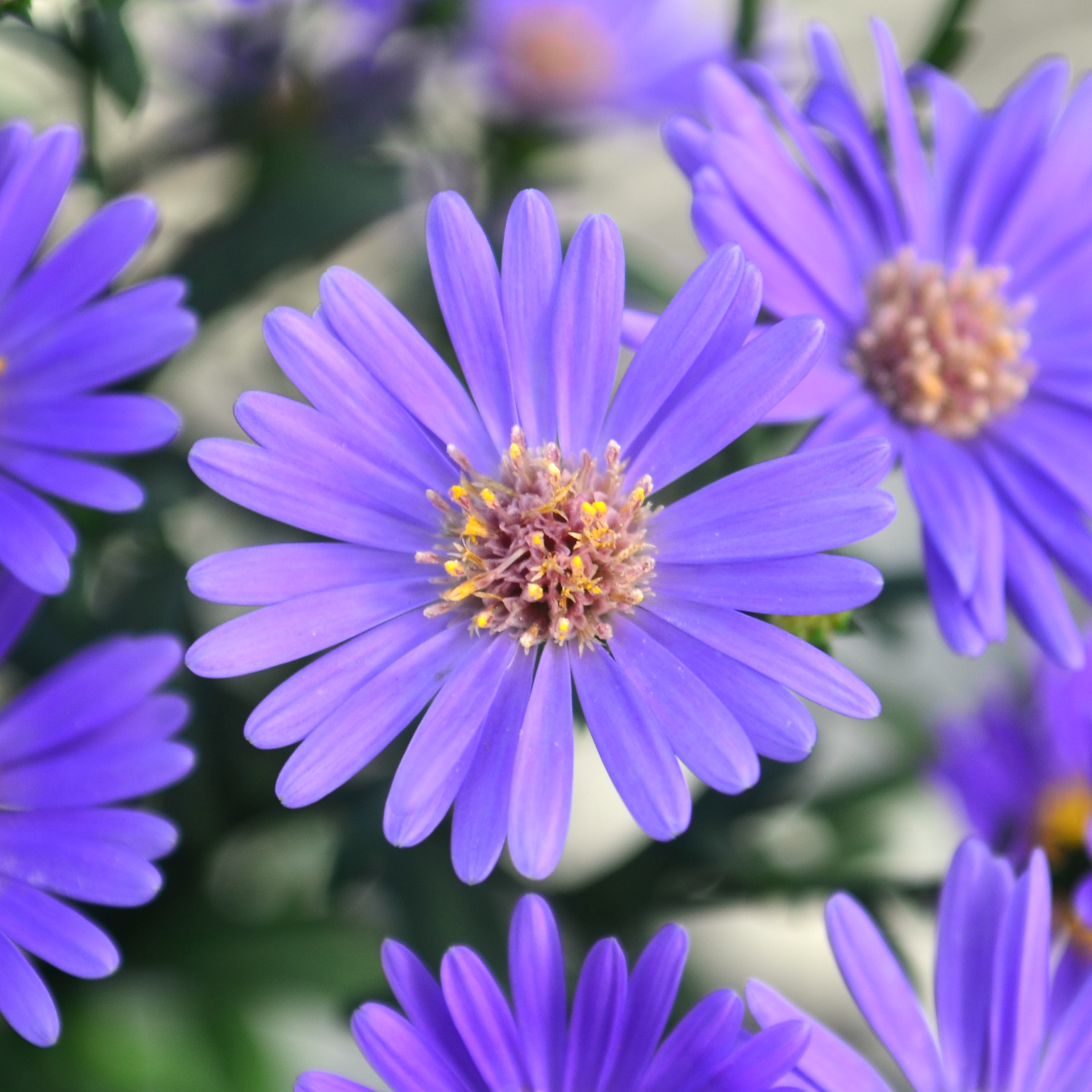 Aster novi-belgii 'Believer Purple' - Aster from Hillcrest Nursery