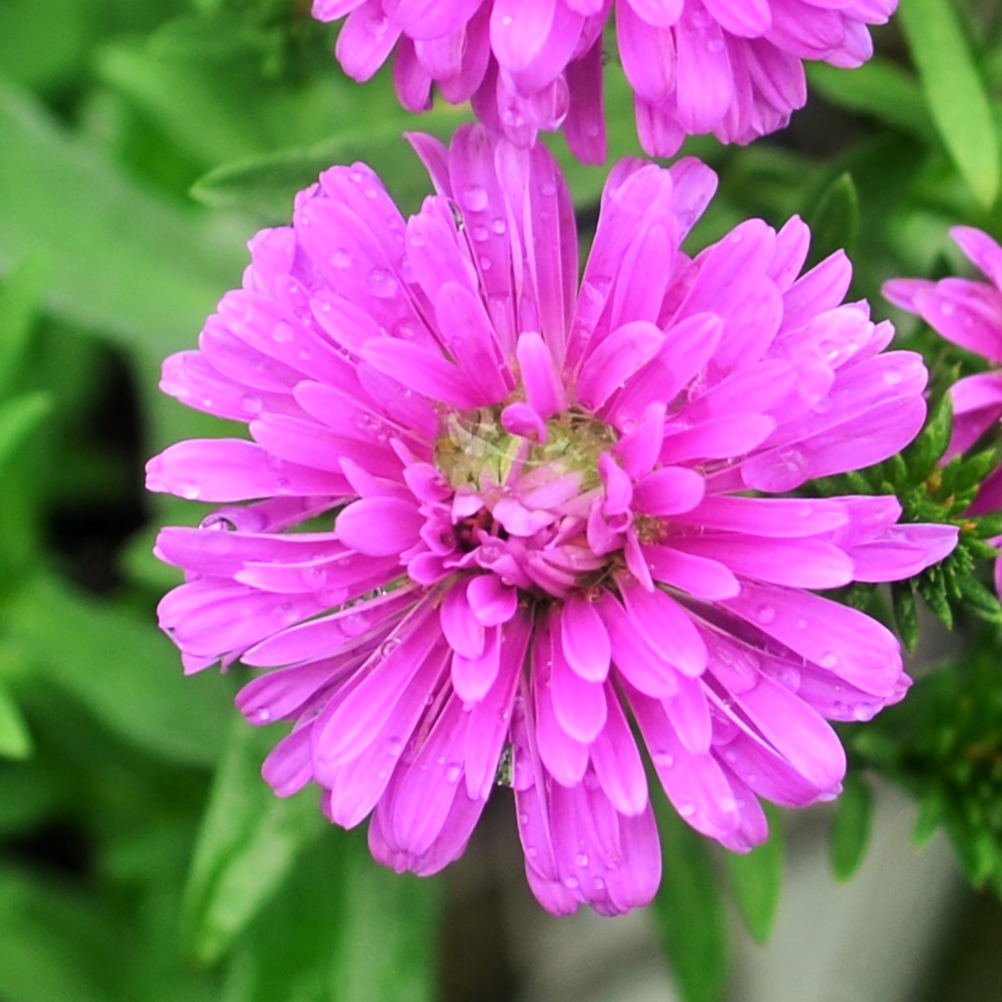 Aster novi-belgii 'Marie III Dark Pink' - Aster from Hillcrest Nursery