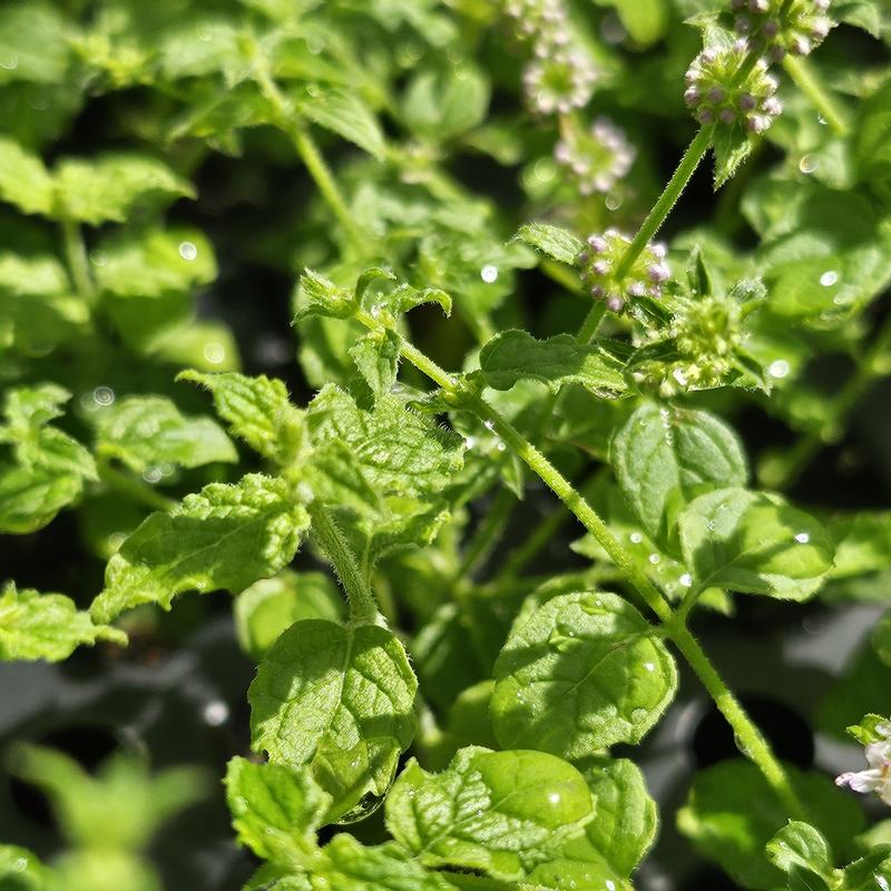 Mentha spicata 'Strawberry' - Mint Strawberry from Hillcrest Nursery