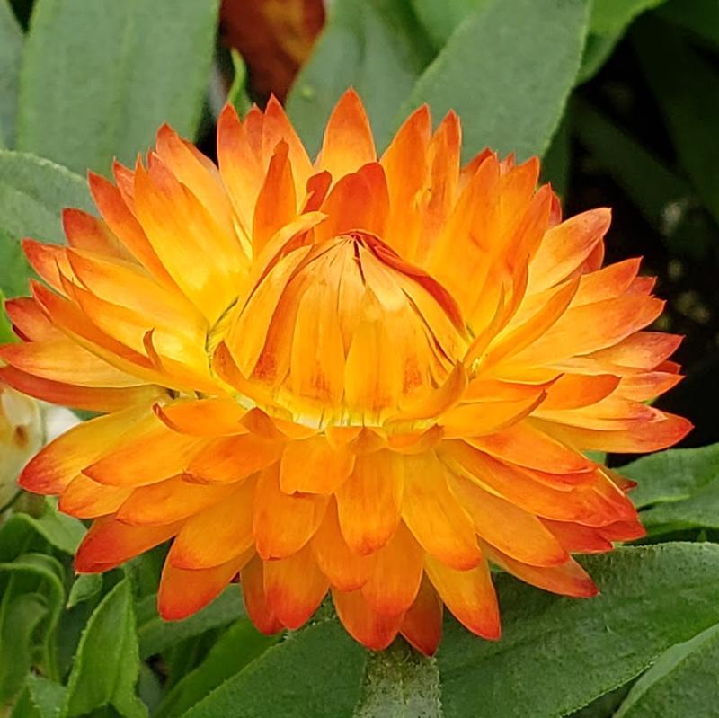 Strawflower Bracteantha Apricot from Hillcrest Nursery