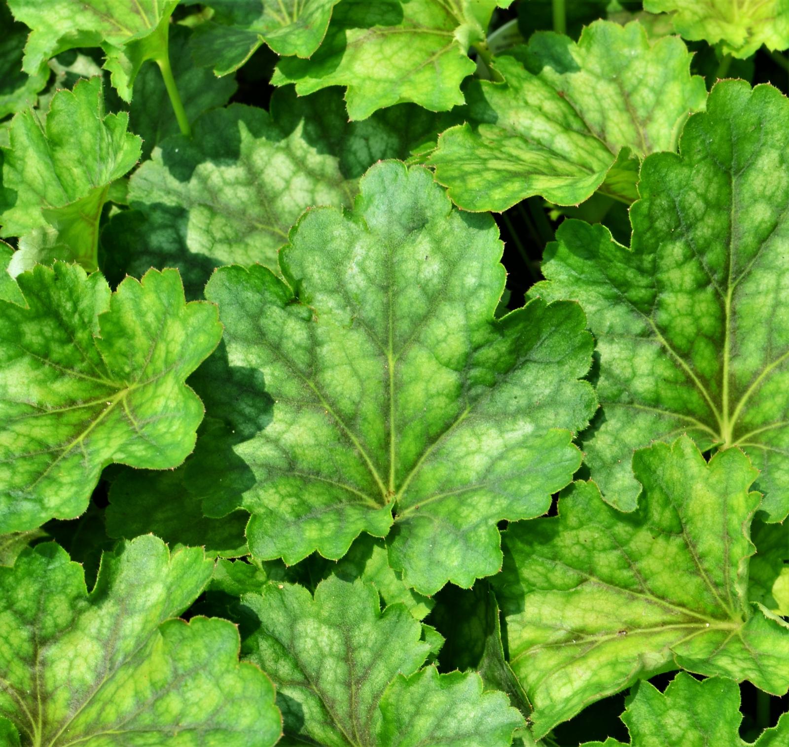 Heuchera Carnival 'Cocomint' - Coral Bells from Hillcrest Nursery